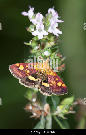 Piccolo pyralid tarma pyrausta purpuralis, sulla fioritura di timo, foodplant, in giardino, vola di giorno Foto Stock