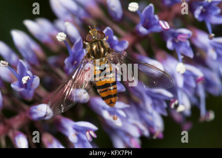 Hoverfly, episyrphus balteatus, sul fiore hebe, viola, di grandi occhi composti Foto Stock