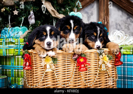 Cane di razza Bernese cucciolo di montagna, Natale e Anno Nuovo Foto Stock