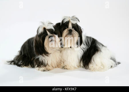 Cane - cuccioli di Shih-tzu in bianco e nero Foto Stock