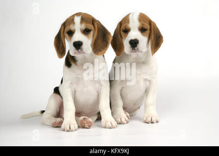 Cane - cuccioli di Beagle seduti Foto Stock