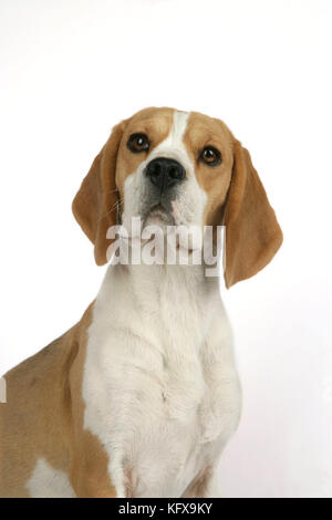 Cane - Beagle Puppy seduto Foto Stock