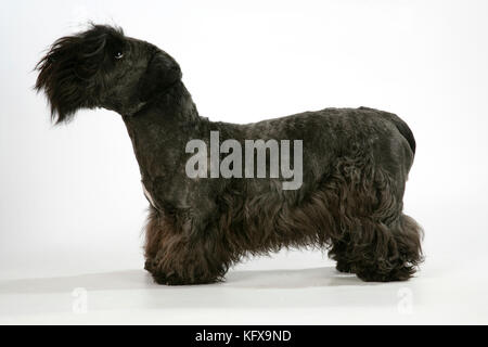 Cesky Terrier Foto Stock