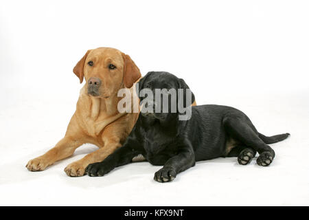 Cani - Labrador giallo e Black Labrador cucciolo - sdraiati. Foto Stock