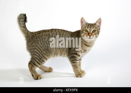 Cat - Pixie-Bob in piedi Foto Stock