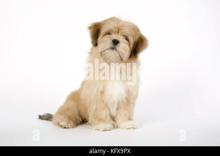 CANE - Lhasa Apso - cucciolo di 12 settimane Foto Stock