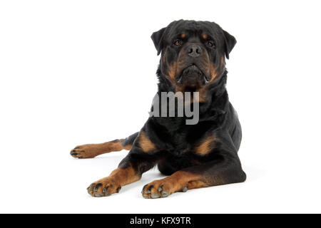 CANE. Rottweiler sdraiato Foto Stock