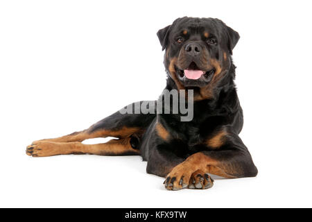 CANE. Rottweiler sdraiato Foto Stock