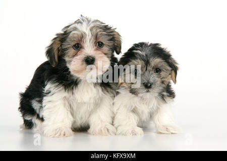 Cane. Cuccioli di Lhasa Apso Cross (7 settimane) Foto Stock