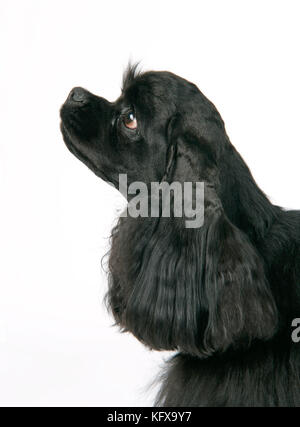 CANE. Nero americano cocker spaniel Foto Stock