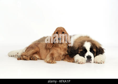 Cane - San Bernardo, cucciolo di 14 settimane e cucciolo Spaniel Foto Stock