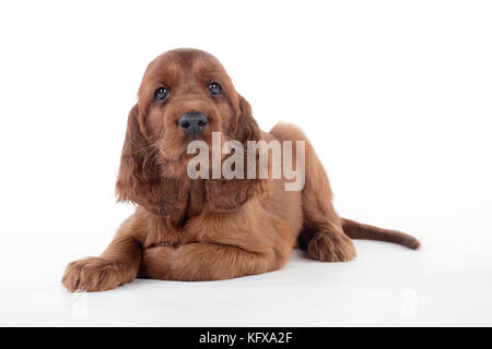 Cane - Irish Setter - Puppy sdraiato Foto Stock
