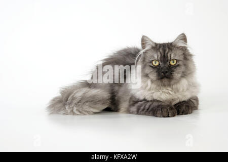 Chincilla X persiano - argento scuro fumo Cat Foto Stock