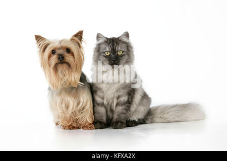 Gatto e cane - Chincilla X persiano. Fumo di argento scuro con un cane Yorkshire Terrier Foto Stock