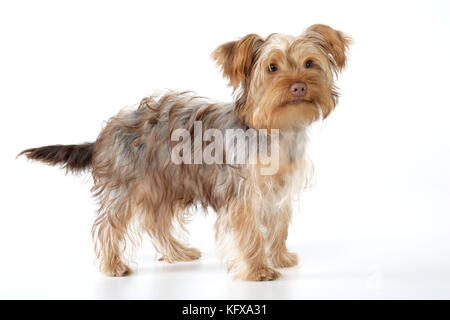 Cane - Poodle X Yorkie ( Yoodle o Yorkie Poo ). Croce di Poodle e Yorkshire Terrier. Foto Stock