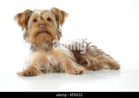 Cane - Poodle X Yorkie ( Yoodle o Yorkie Poo ). Croce di Poodle e Yorkshire Terrier. Foto Stock