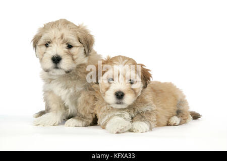 Cane - 7 settimane di Lhasa Apso croce Shih Tzu cuccioli Foto Stock