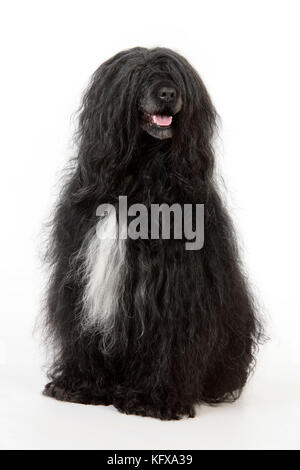 Il portoghese cane di acqua Foto Stock