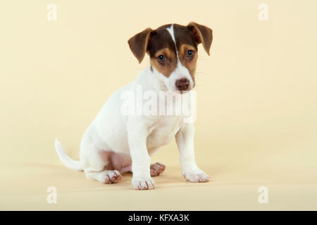 Cane - Jack Russell Terrier cucciolo Foto Stock