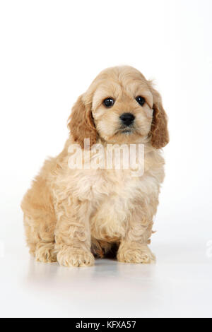 Cane. Cockerpoo Puppy (7 settimane) Foto Stock