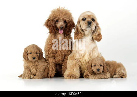 Cane. Cuccioli di Cockerpoo (7 settimane) con i genitori Foto Stock