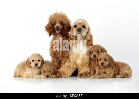 Cane. Cuccioli di Cockerpoo (7 settimane) con i genitori Foto Stock