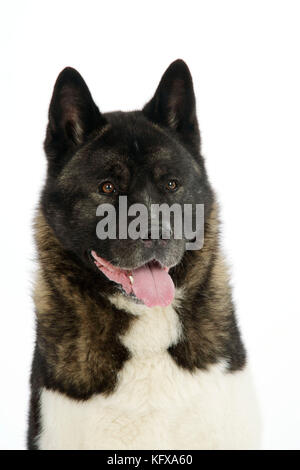 Cane. Akita Foto Stock