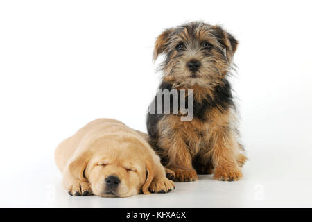 CANE. Il cucciolo giallo di labrador si trova accanto al cucciolo di norfolk terrier seduto Foto Stock