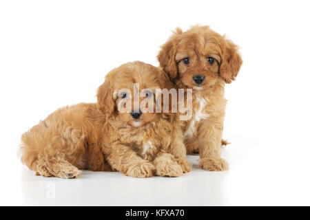 CANE. Cockerpoo cuccioli (Poodle X Cocker Spaniel) 7 anni Foto Stock