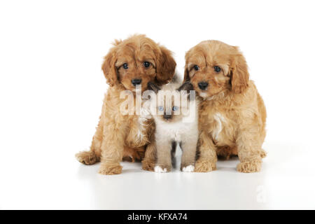 CANE. Cuccioli di Cockerpoo (Poodle X Cocker Spaniel 7wks anni) con un gattino Foto Stock