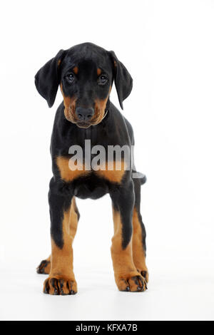 Cane. Cucciolo di Dobermann Foto Stock