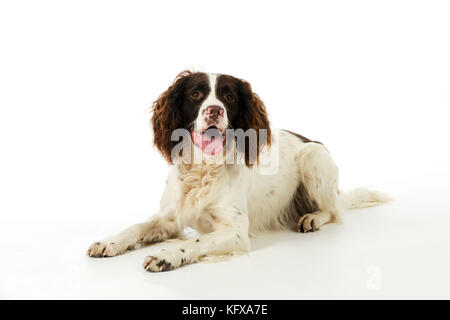 CANE. springer spaniel inglese sdraiato Foto Stock