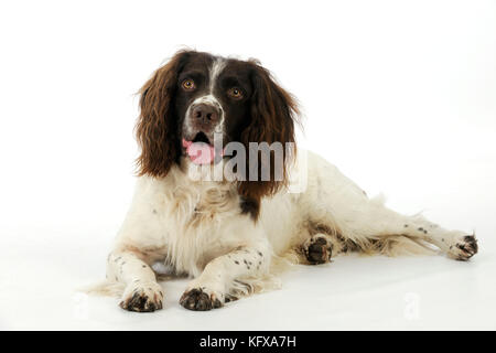 CANE. springer spaniel inglese sdraiato Foto Stock