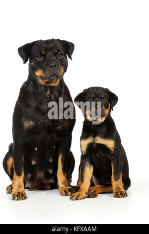 Cane. Rottweiler seduto accanto a rottweiler cucciolo Foto Stock