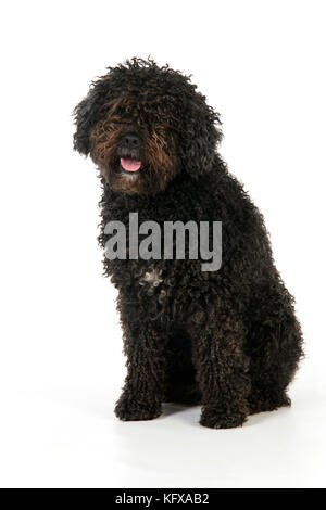 CANE. Cane d'acqua spagnolo Foto Stock
