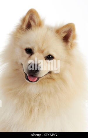 CANE. Tedesco Spitz Mittel. Conosciuto anche come Deutscher Mittel Spitz. Foto Stock