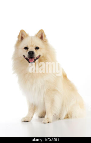 CANE. Tedesco Spitz Mittel. Conosciuto anche come Deutscher Mittel Spitz. Foto Stock