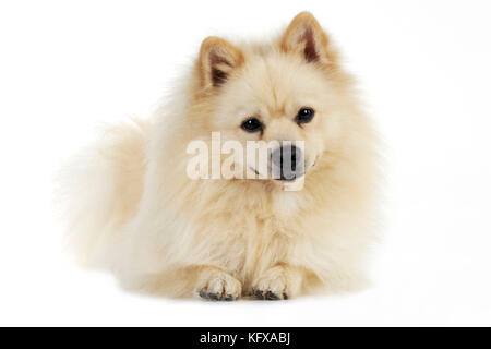 CANE. Tedesco Spitz Mittel. Conosciuto anche come Deutscher Mittel Spitz. Foto Stock