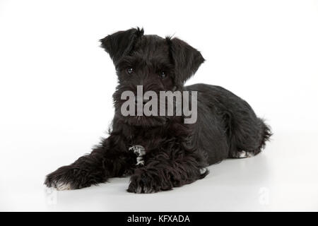 Cane - Miniature Schnauzer - cucciolo di 10 settimane - sdraiato Foto Stock