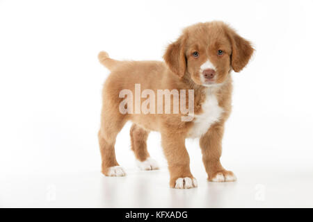 CANE - Nuova scotia anatra tolling riprovino cucciolo (8 settimane) Foto Stock