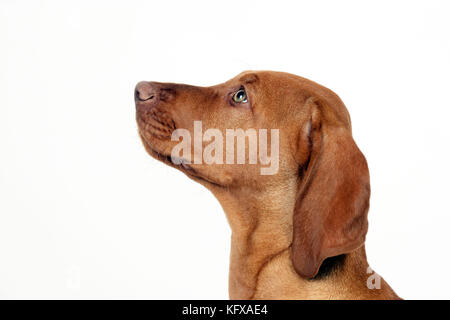 CANE - cucciolo di vizsla ungherese (colpo di testa) Foto Stock