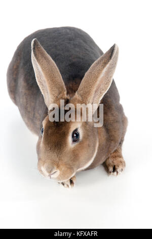 CONIGLIO - Mini castor rex Foto Stock