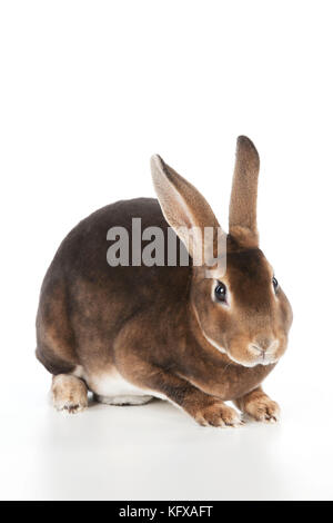 CONIGLIO - Mini castor rex Foto Stock
