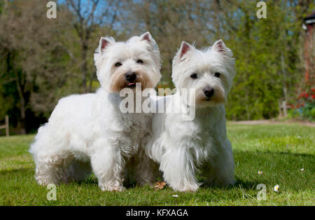 CANE - Highland occidentale terrier bianchi. in piedi in giardino. Foto Stock