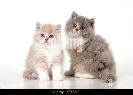 CAT - gatti britannici a capelli lunghi. seduti insieme. Foto Stock
