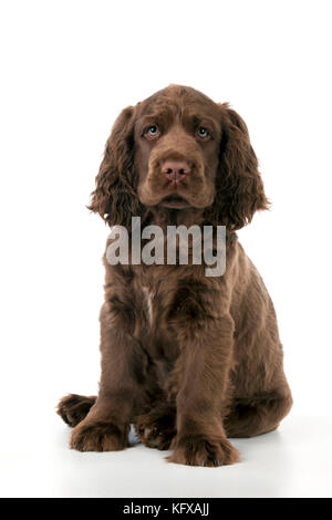 Cane - 14 settimane vecchio Sussex Spaniel cucciolo Foto Stock
