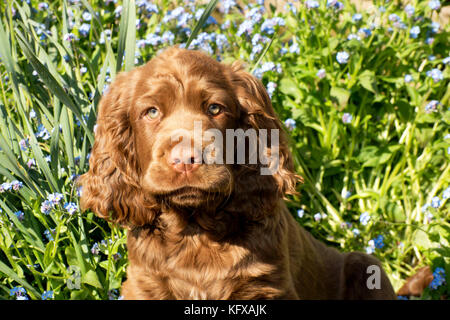 Cane - 14 settimane vecchio Sussex Spaniel puppy in un letto di fiori Foto Stock