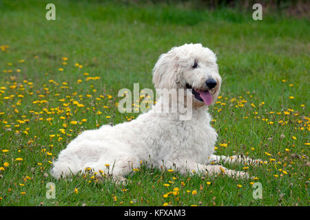 LABRADOODLE CANE in un campo. Foto Stock