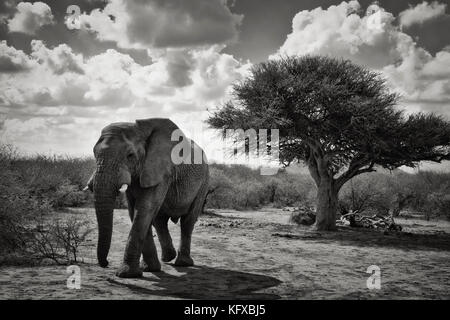 Un elefante africano a piedi nel bushveld, madikwe game reserve Foto Stock