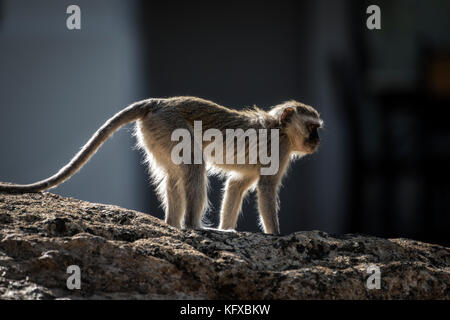 Vista di profilo di una scimmia vervet, parco nazionale di Pilanesberg Foto Stock